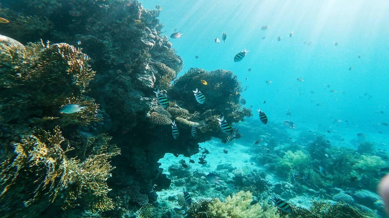 Морска разходка и шнорхелинг в Червено море