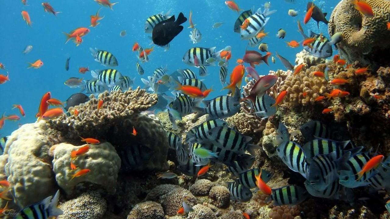 Морска разходка и шнорхелинг в Червено море