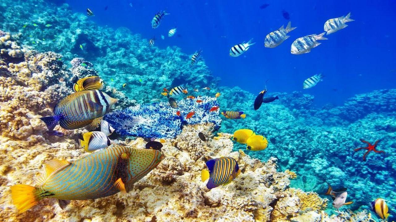 Гмуркане и шнорхелинг в красивите рифове на Червено море