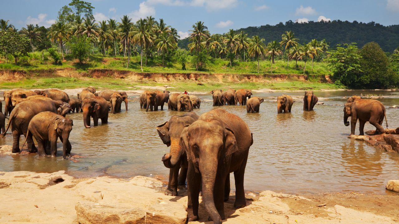 Включено в цената посещение на сиропиталище за слонове в Пинавала