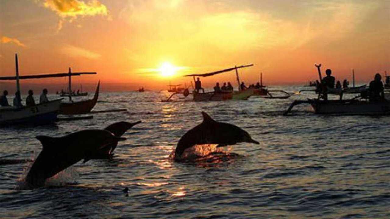 Делфин тур за наблюдение на ята делфини