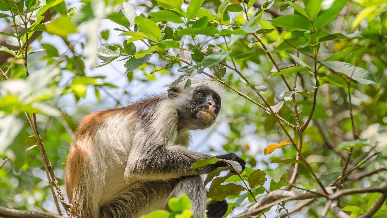 ПОЧИВКА В ЗАНЗИБАР - бижуто на Африка - чартър от София - 7 нощувки