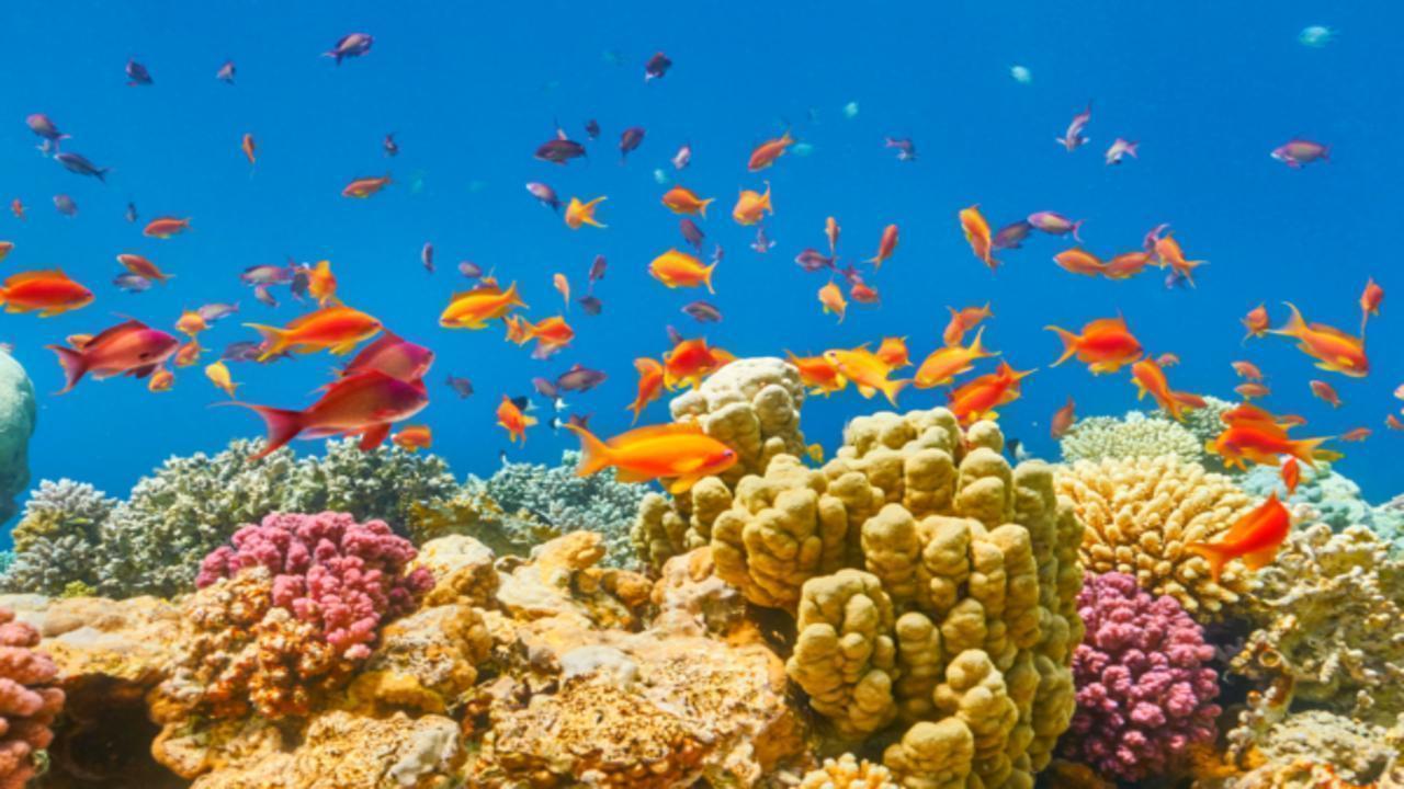 All Inclusive Почивка в Шарм ел Шейх  - полет от София - 11 нощувки 02.01.2026