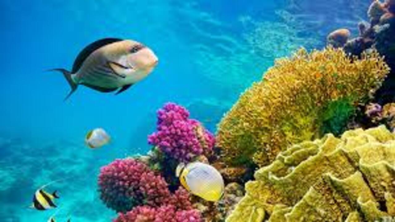 Марса Алам – Рай за гмуркачи и морски приключенци с полет от София - 2026