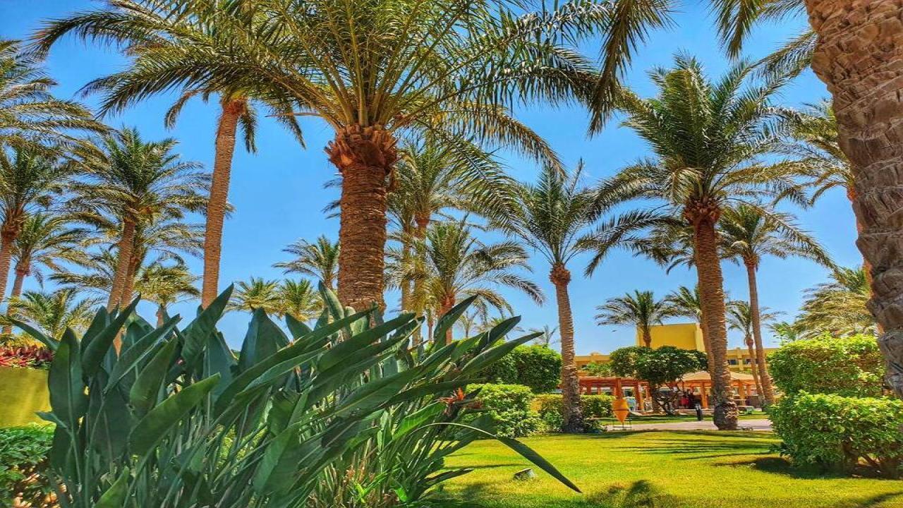 Palm Beach Resort Standard #18